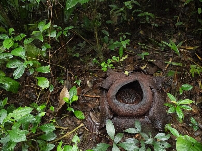 開花8日目のラフレシア（提供：柳澤静磨さん）