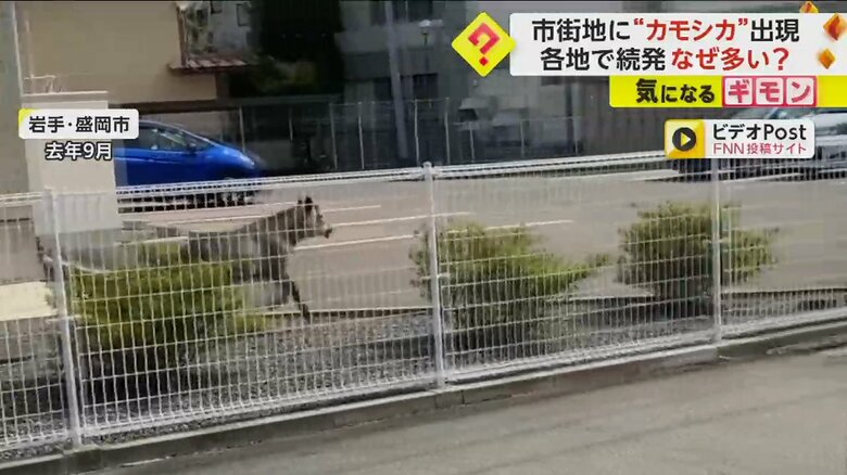 住宅街を走り抜けるカモシカ