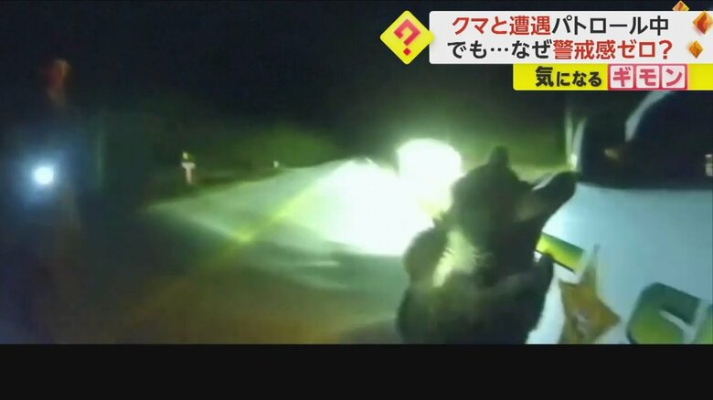 立ち上がり、車をのぞき始めた1頭のクマ