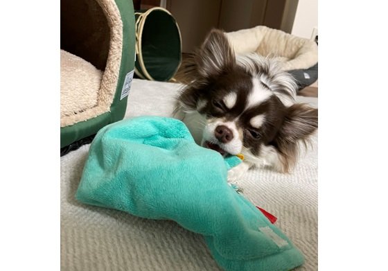 「眠いけど遊びたい…」という葛藤中のお顔