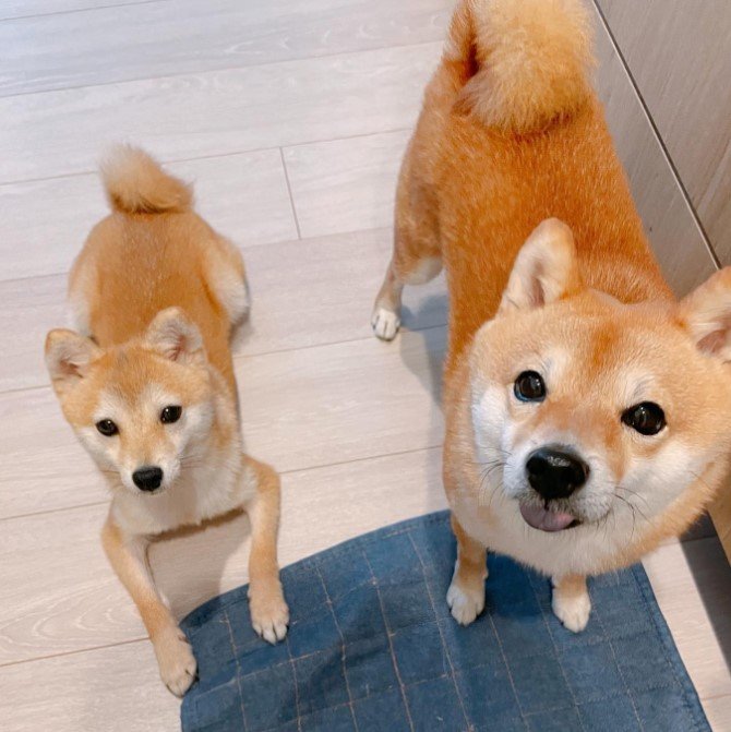 左：がんもくん　右：ちくわくん