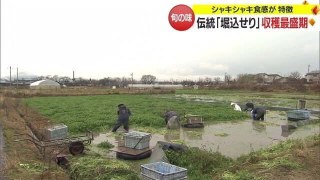 「堀込せり」収穫風景