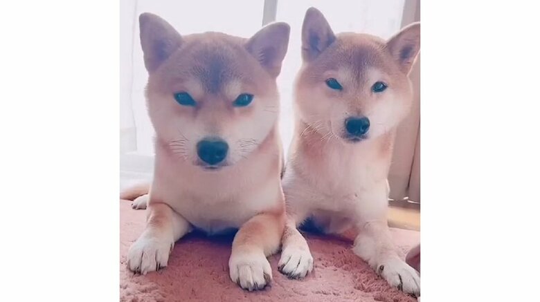 左：ミントちゃん　右：ムックくん