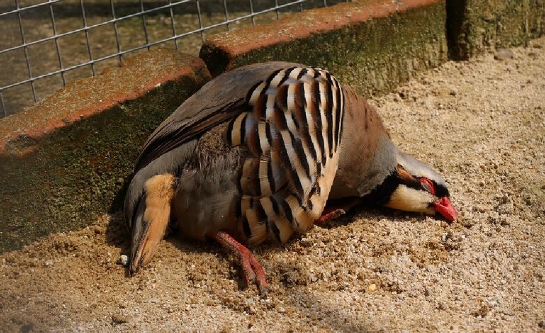 居心地の良い場所でまったり（提供：松江フォーゲルパーク）