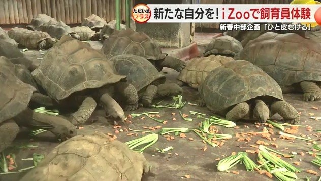 アルダブラゾウガメ
