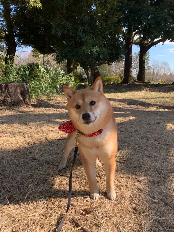 提供：kurararara4466さん