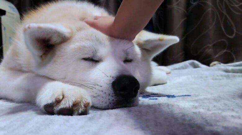 次女さんになでられるクルミちゃん