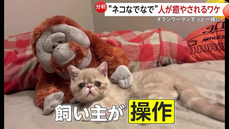 なでられるこまるくん