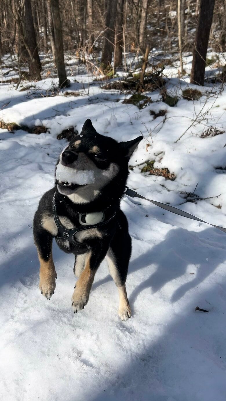 提供：豆柴ごま娘さん