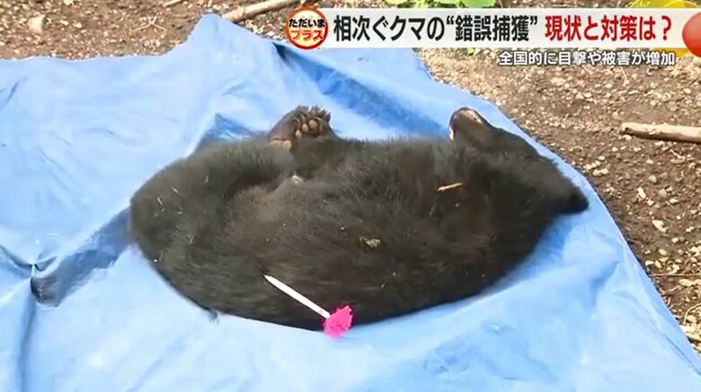 麻酔銃を撃たれたクマ