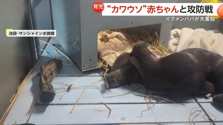水遊びしたい赤ちゃんを巣箱に戻そうと奮闘するコツメカワウソのお父さん⑨
