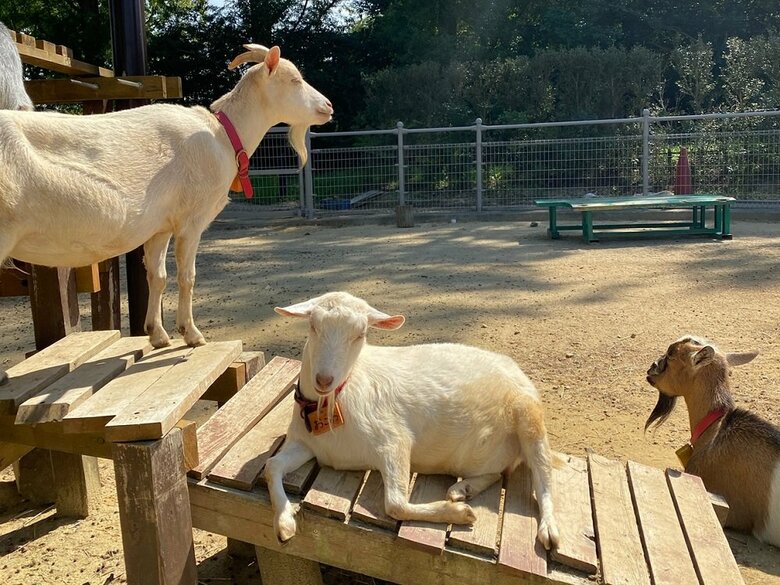 日向ぼっこしているヤギたち