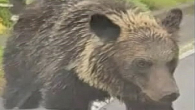 撮影：視聴者 知床に出没したヒグマ