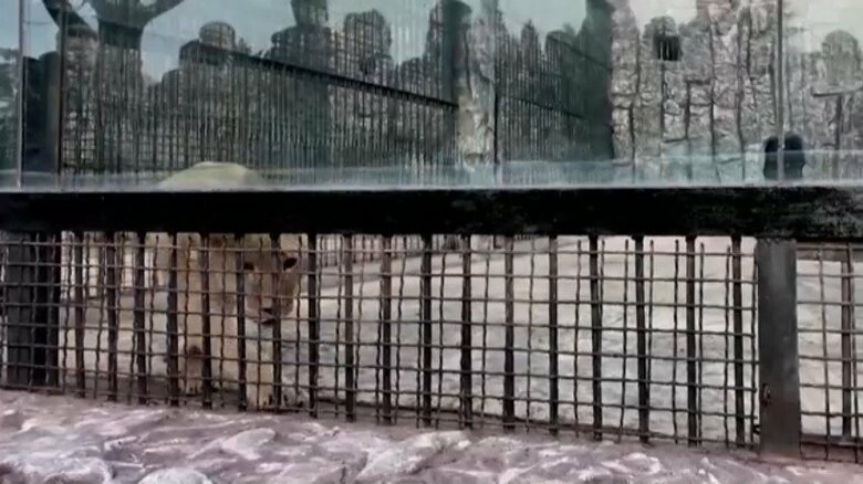 ロシアから北朝鮮の動物園に贈られた動物