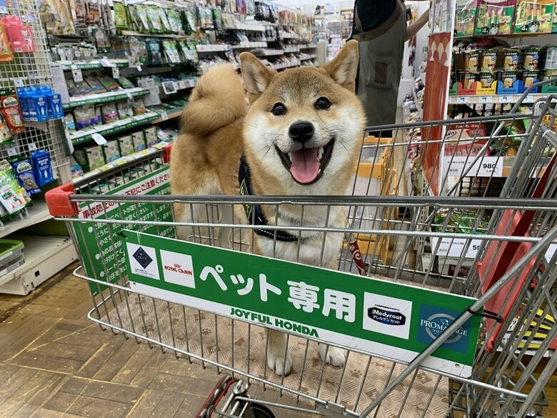 カートに乗っていい子にしている