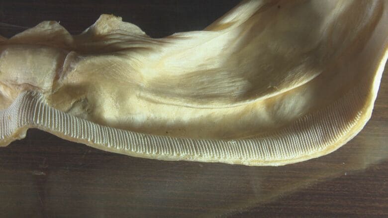 ジンベエザメの骨格標本