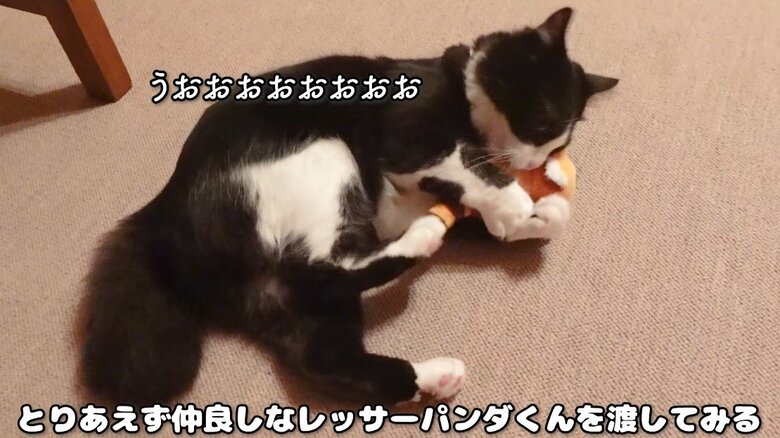 大好きなぬいぐるみと遊そぶもちぞうくん（提供：もちぞう ですが。さん）