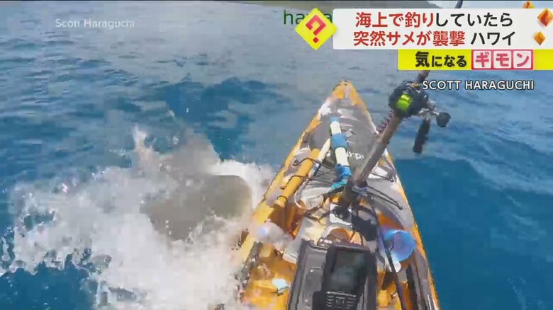 カヤックを巨大なイタチザメが襲撃する瞬間の様子⑤