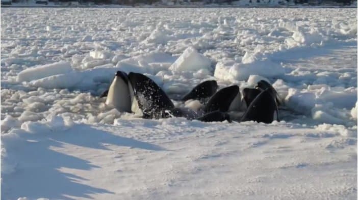 提供：川端隆さん