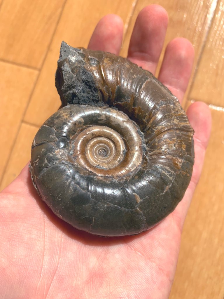 クリーニング後のアンモナイトの化石