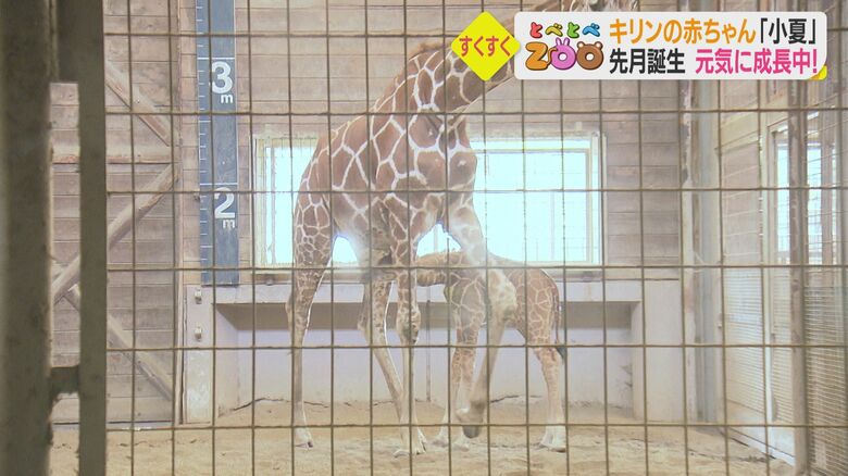 ミルクを飲もうと小夏ちゃんがお母さんに近づくも…