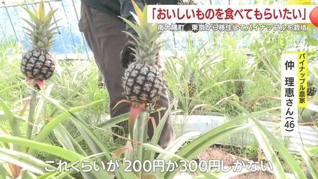 小ぶりのパイナップル