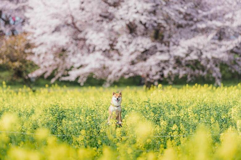 提供：柴犬 むぎさん