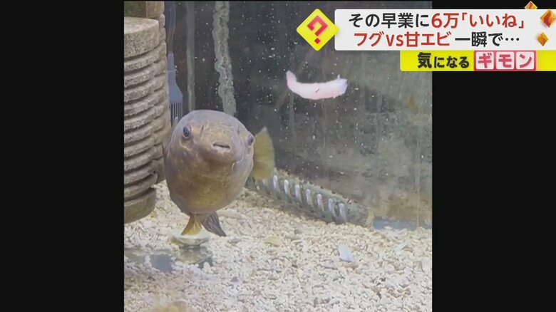 フグが甘エビを一瞬で吸い込む様子①