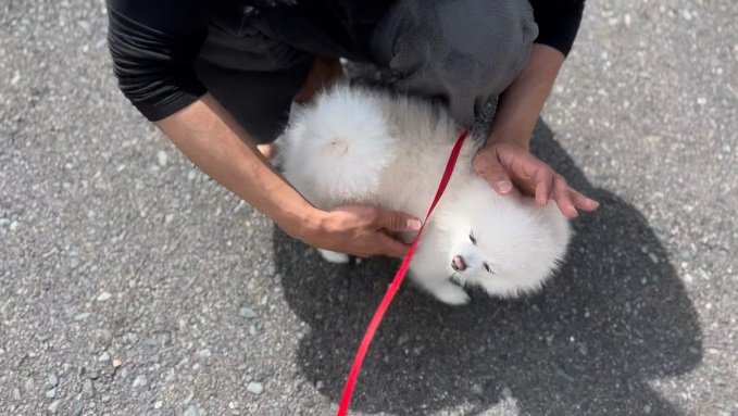 ご機嫌なぽんちゃん