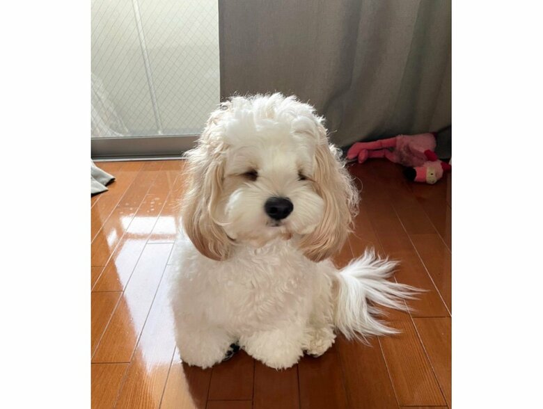 寝起きのあんちゃん（提供：宮原幸恵さん）