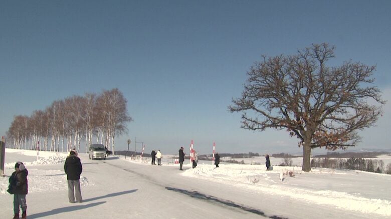 セブンスターの木（右）＆シラカバ並木（左）