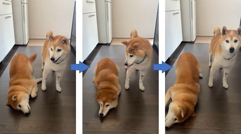 左：うららちゃん　耳掃除の後にクネクネ