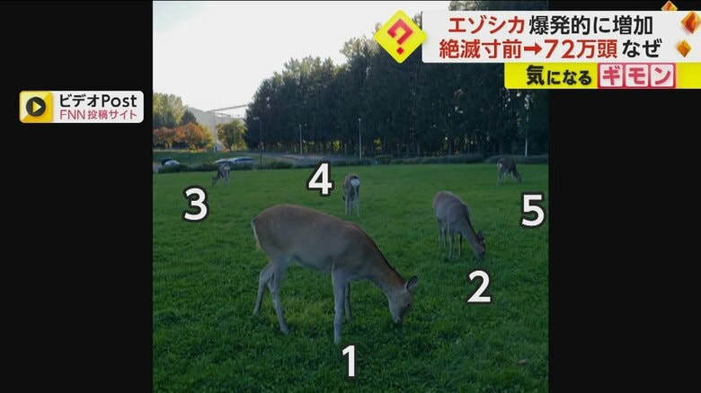 公園にシカが5頭いる