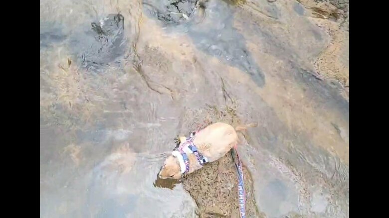 水辺で遊ぶことも