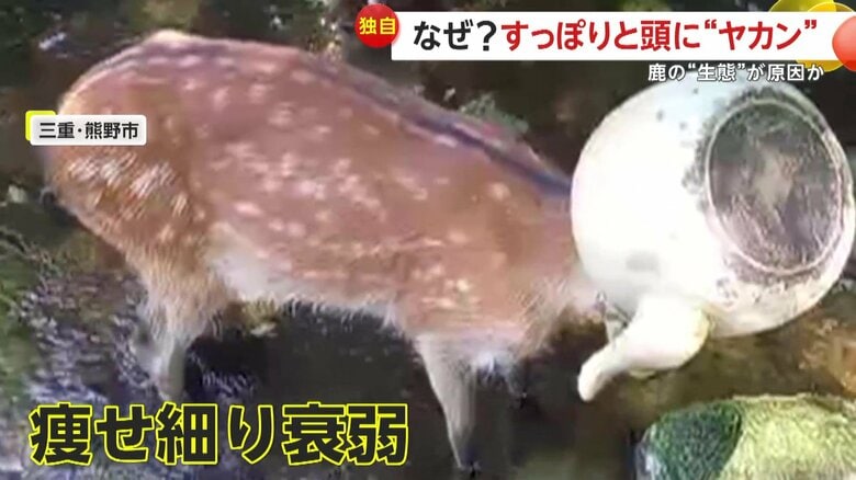 やせ細り、かなり衰弱している様子だったという鹿