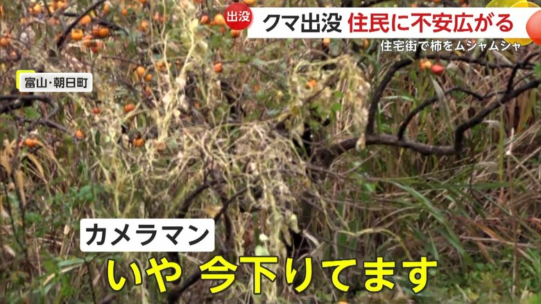 木を降りるクマ