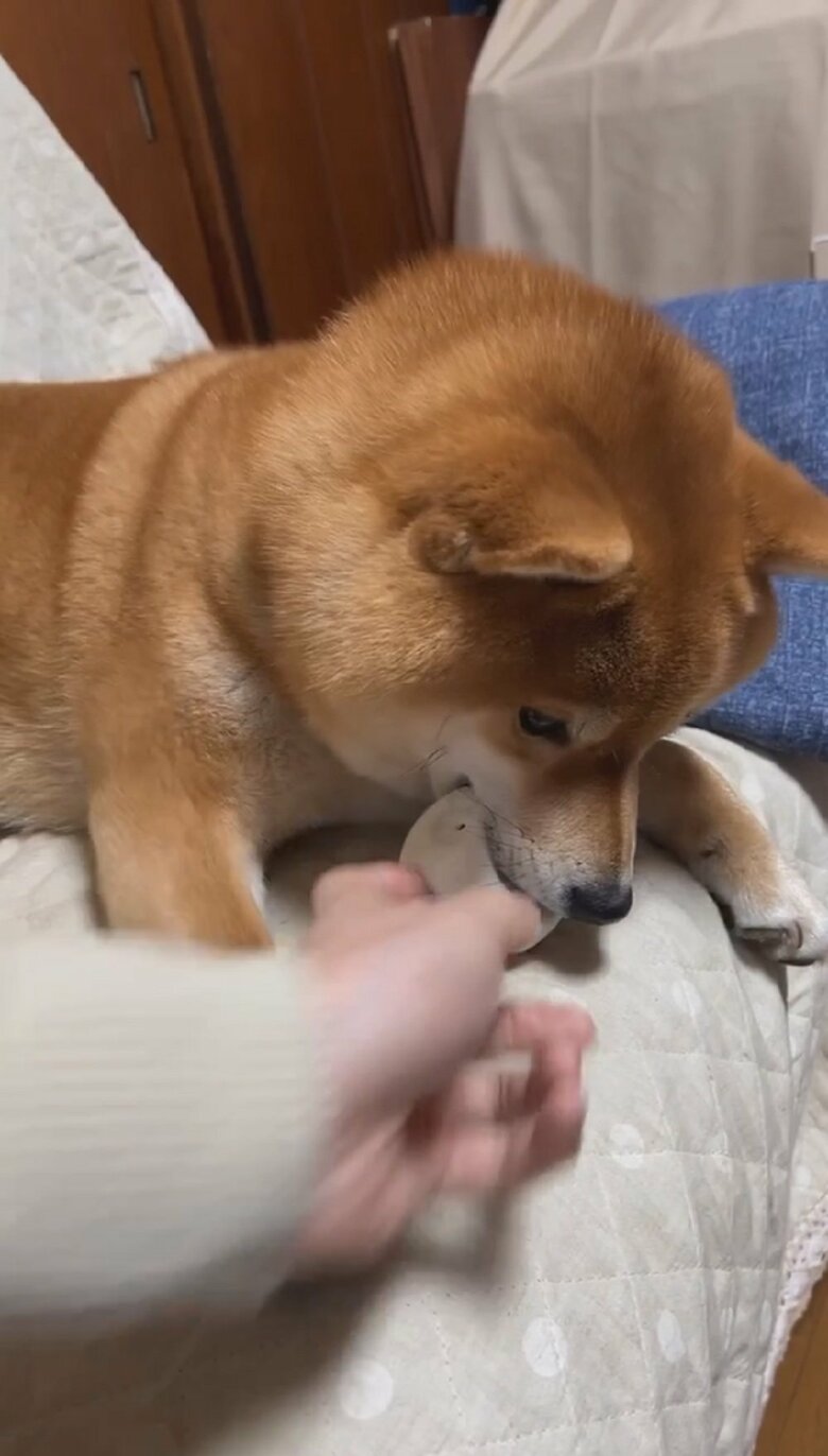 飼い主さんがボールを取ろうと手を伸ばすと…