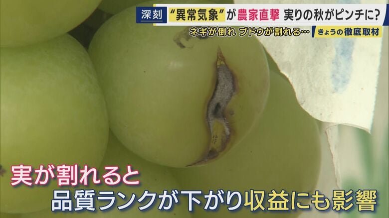 実が割れたシャインマスカット