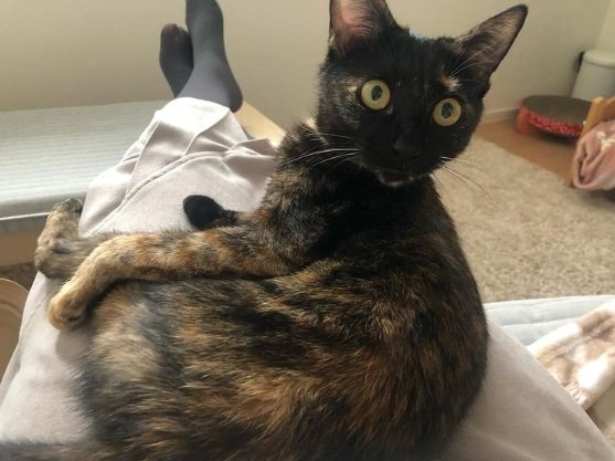 こちらは同居猫の「クララ」ちゃん。飼い主さんの足の上に座っていても…“襲撃”はなしの様子