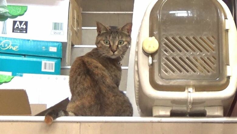 文具店の見習いインターン（当時）「シポ子」