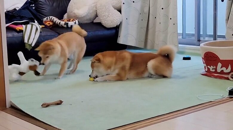 “兄妹”のテンションの差がすごい
