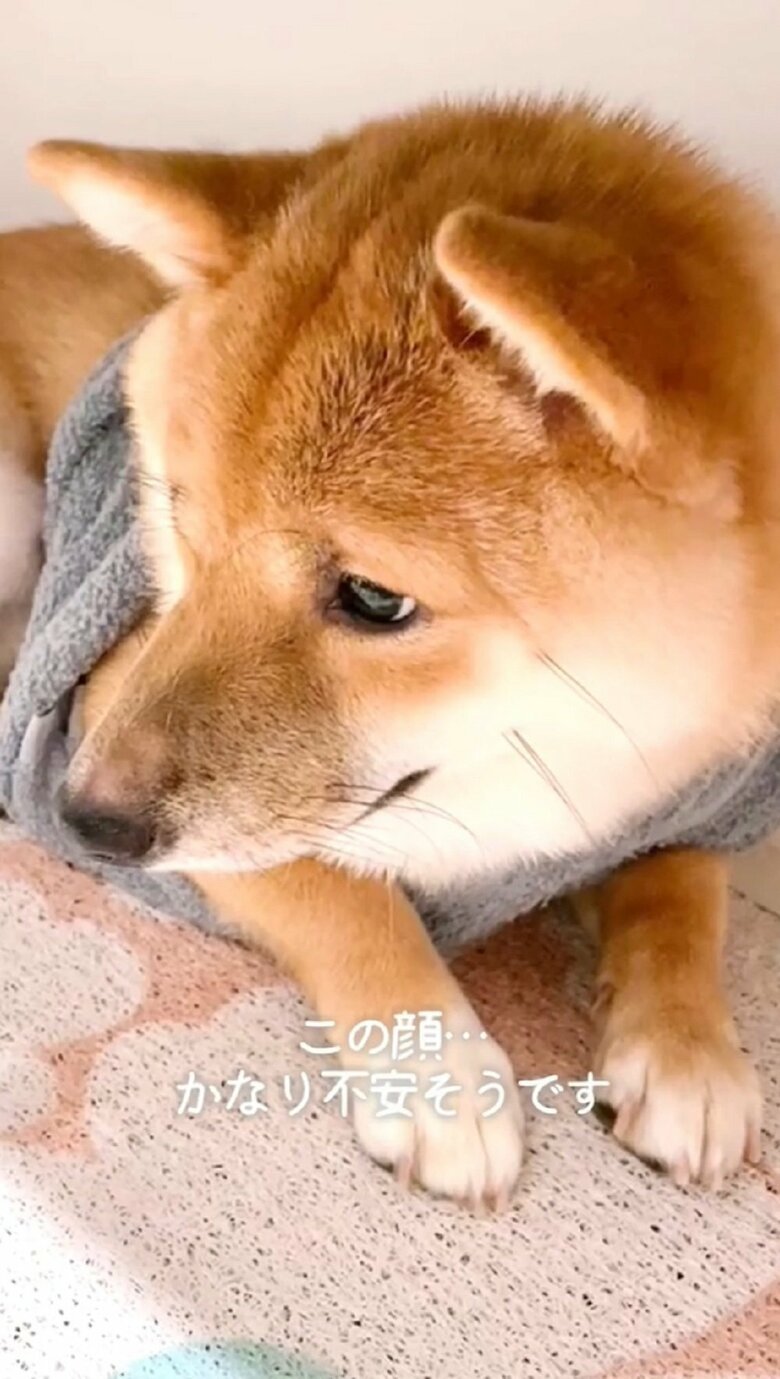 雷におびえる様子（投稿動画とは別日）