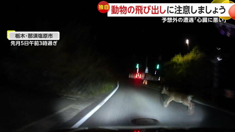 ヘッドライトに照らされた「シカ」（5月5日午前3時過ぎ、栃木・那須塩原市）