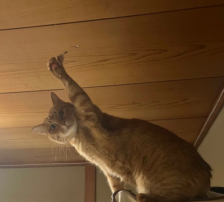 以前のいたずらの様子。ひもを天井に貼り付けても鳴らす