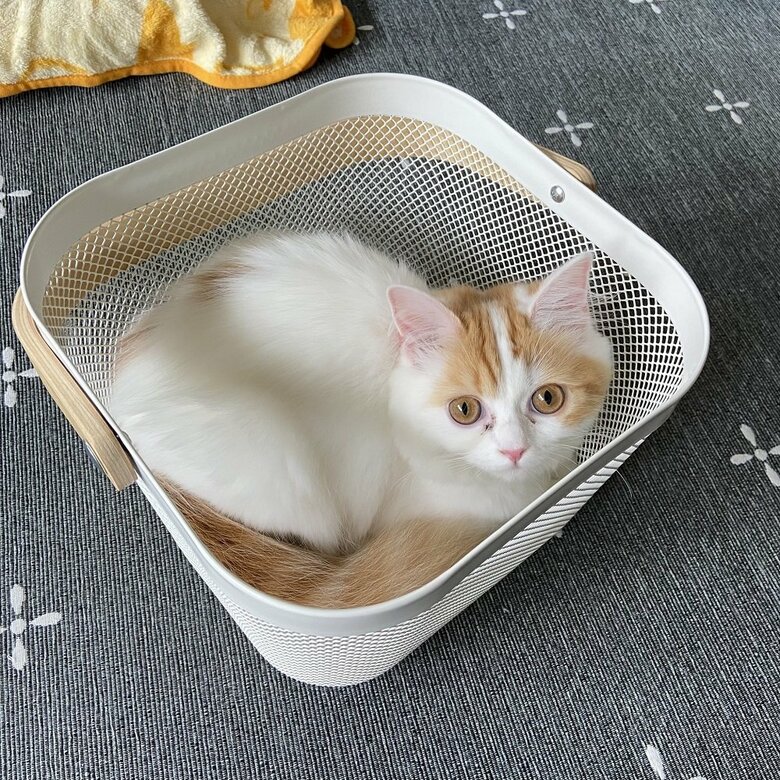 筋膜ローラーの中には、白に少し茶色模様のあるキレイな胴体が…