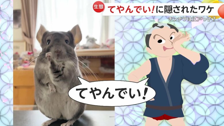 見事な江戸っ子っぷりをみせるチンチラ（提供：@kaori_uniikura）