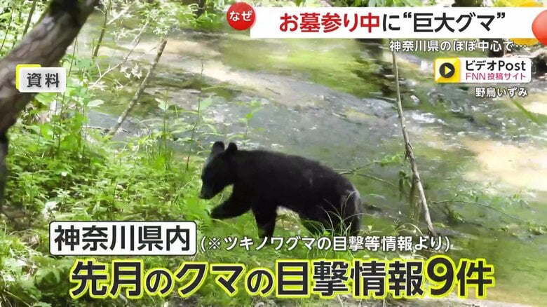増えていたクマの目撃情報（視聴者撮影）