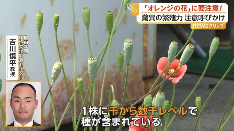「1株に千から数千レベルで種が含まれている」と自由学園環境文化創造センターの吉川慎平教授は説明する