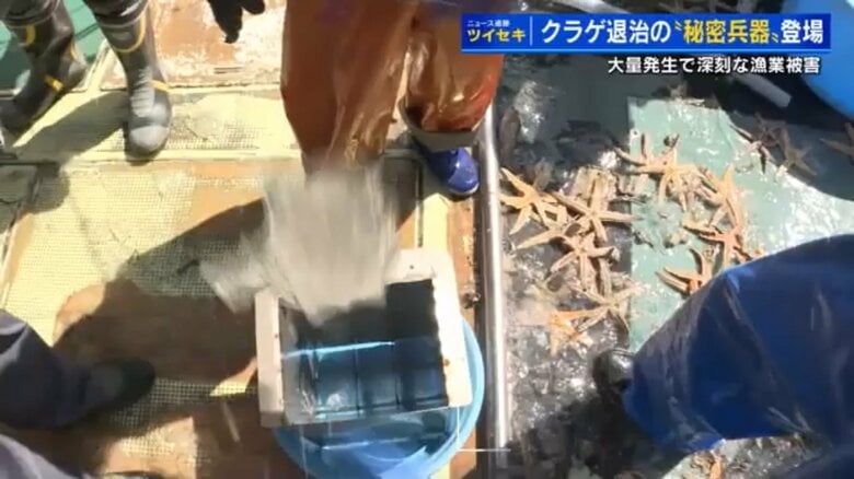 クラゲを通すと…