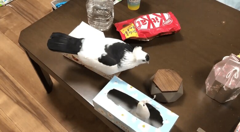 テーブルでの上で遊ぶ